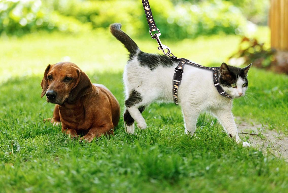 Cat Harness And Leash Set Gold Moons Stars Soft Nylon Escape Proof Adjustable For Kittens Small Animals Glow In The Dark (Black)