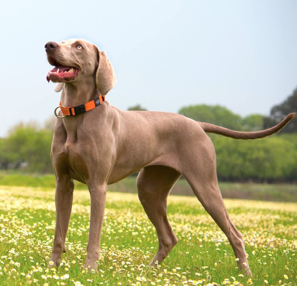 Reflective Dog Collar For Extra Large Dogs, Adjustable From 17-27 Inches, Orange