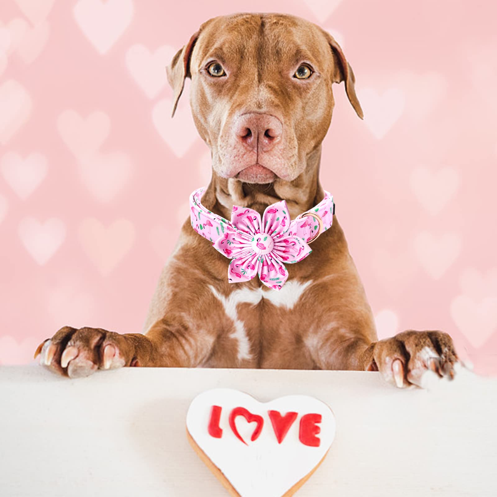 Lionheart glory Valentine Dog Collar with Flower Dog Collar for Large Dogs, Pink Dog Collar with Bowtie Spring Dog Collar Pet Co