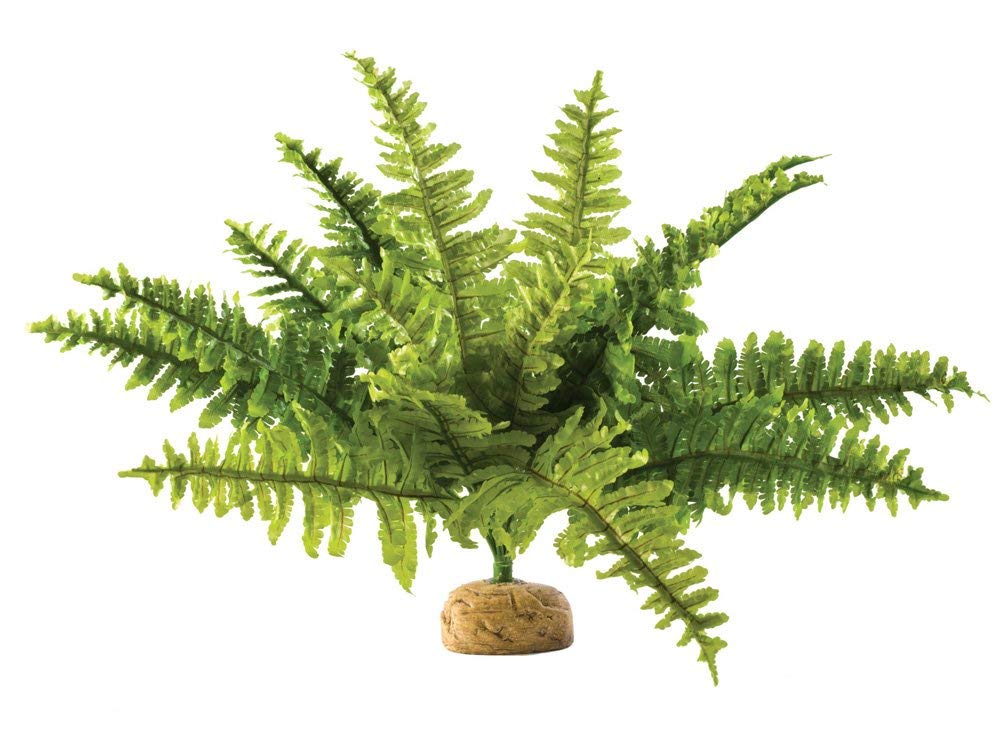 Exo Terra,Reptiles, Amphibians Boston Fern Terrarium Plant, Medium