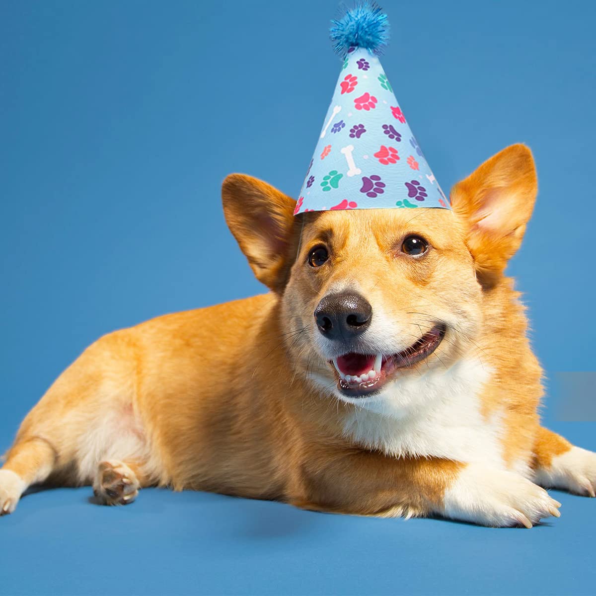 Jpgdn 6Pcs Dog Birthday Party Hats For Large Xl Xxl Breed Boy Girl Decorations Grooming Accessories