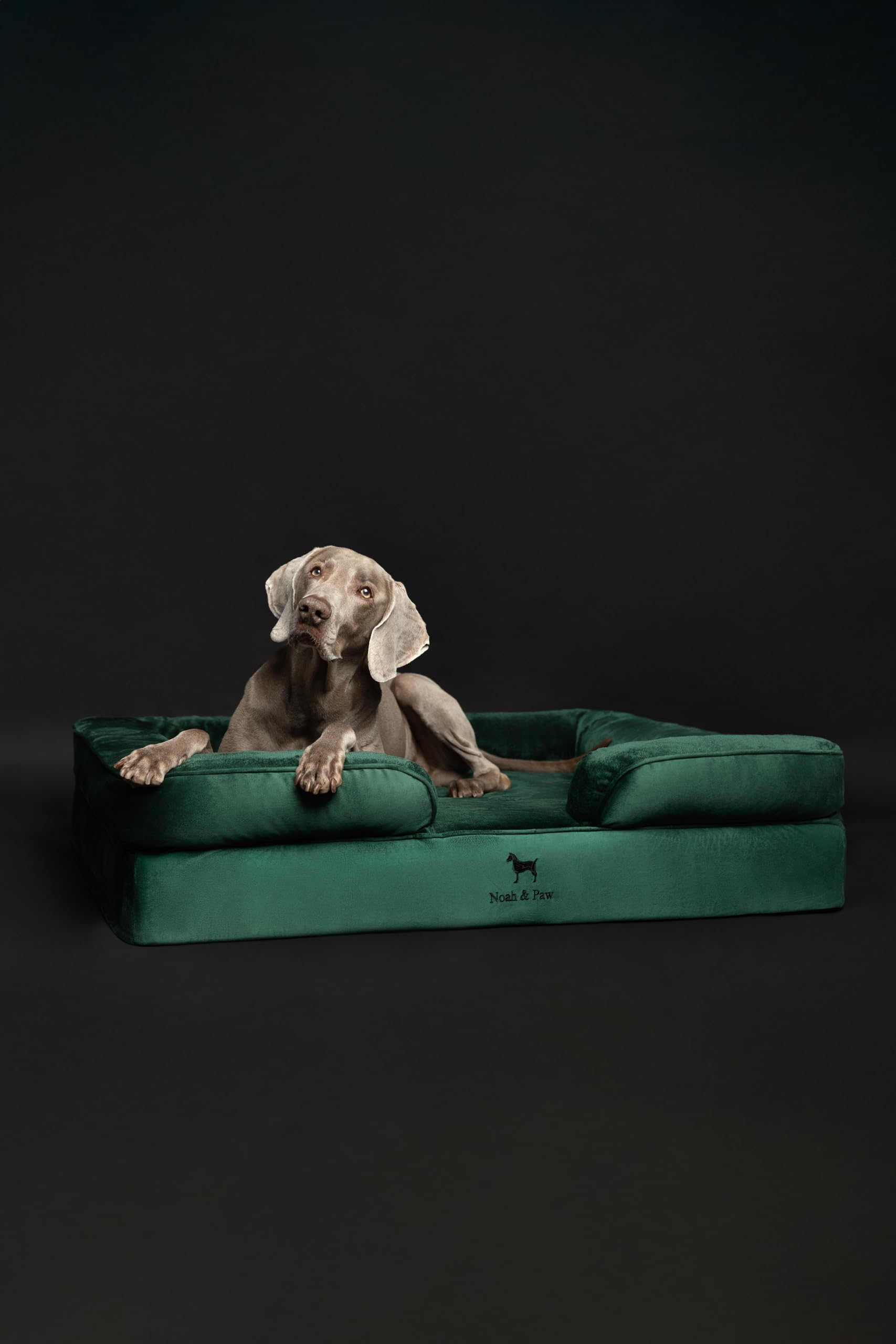NOAH & PAW XL Dog Bed, 45x35x11 Inch, Orthopedic Large Dog Beds, Eggshell Memory Foam Infused with Cooling Gel, Inner Cover, Wat