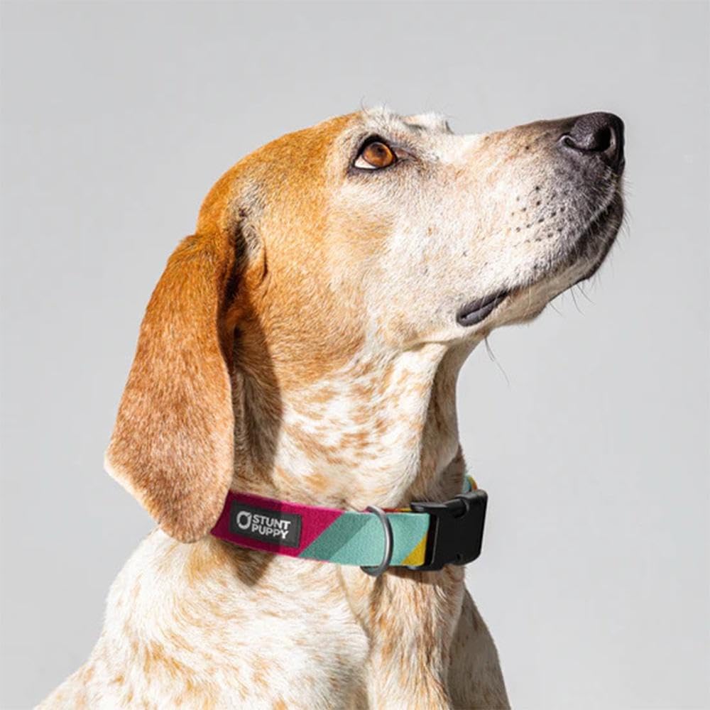 Progress Pride Alternate Everyday Collar Large