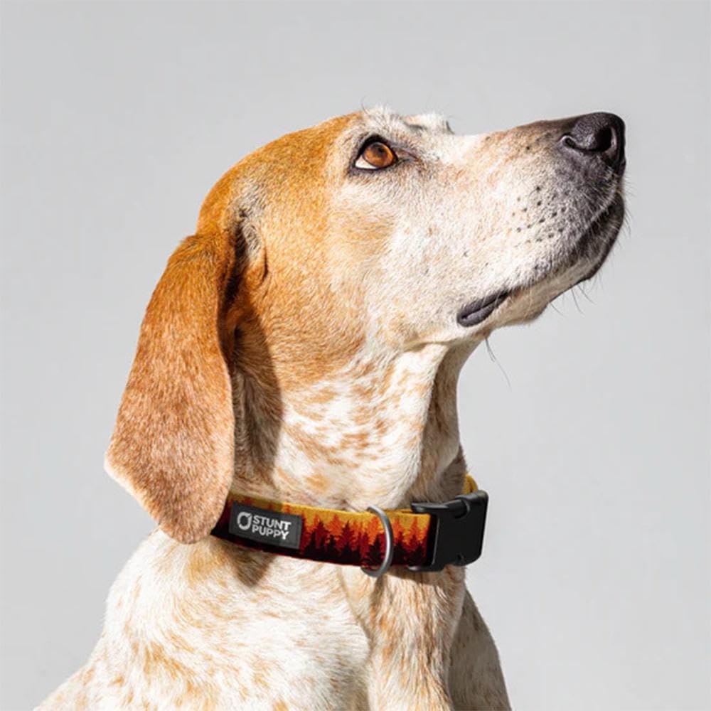 Pines Orange Everyday Collar, Large