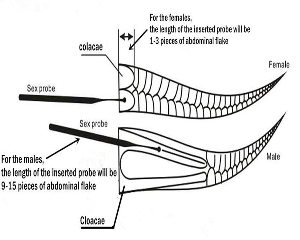 Leoterra 8pcs Ball Tip Snake Probe Professional Reptiles Snake Probe Kit Probes Set for Different Size Snakes (Quantity, 8pcs)