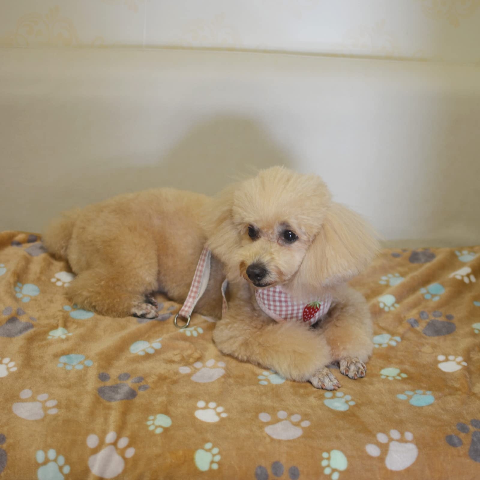 1 Pack 3 Puppy Blankets Super Soft Warm Sleep Mat Cute Paw Print Blanket Fleece Pet Blanket Flannel Throw Dog Blankets For Small