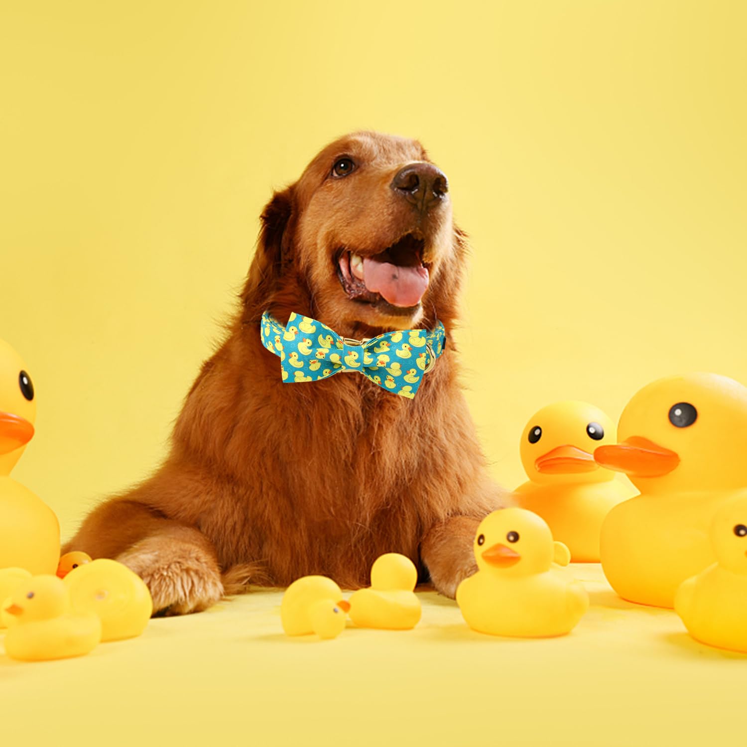 Maca Bates Duck Dog Collar With Bow Tie For Dogs Bowtie Adjustable Breakaway Green Summer Fun Fancy Thick Collars Birthday Gift