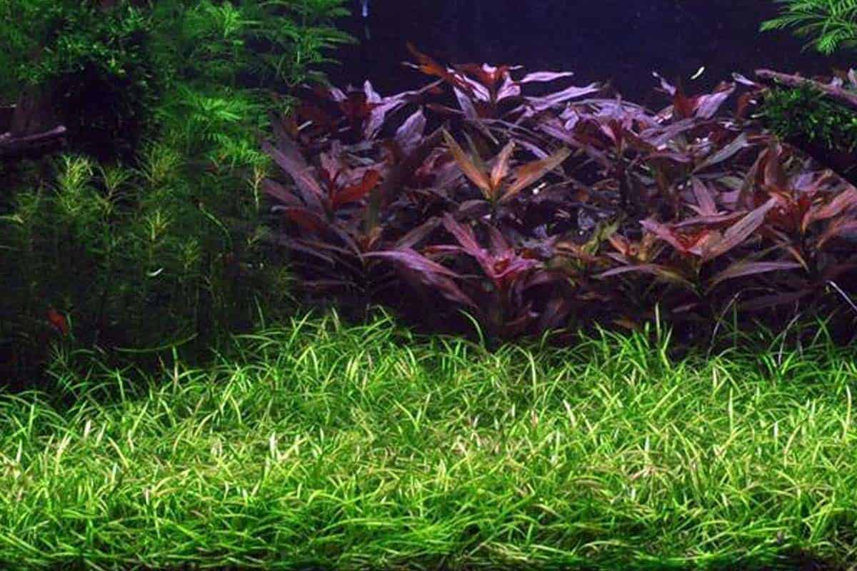 Potted Live Aquarium Plants | Freshwater Aquatic Plants For Aquariums (Potted Narrow Leaf Sword)