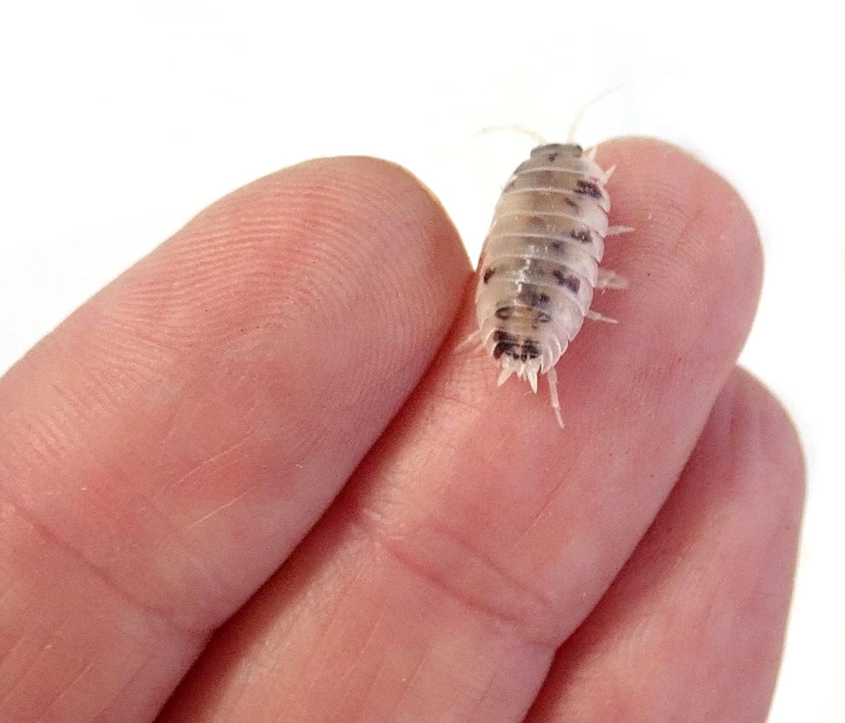 Josh'S Frogs Porcellio Laevis 'Dairy Cow' Isopods (10 Count)