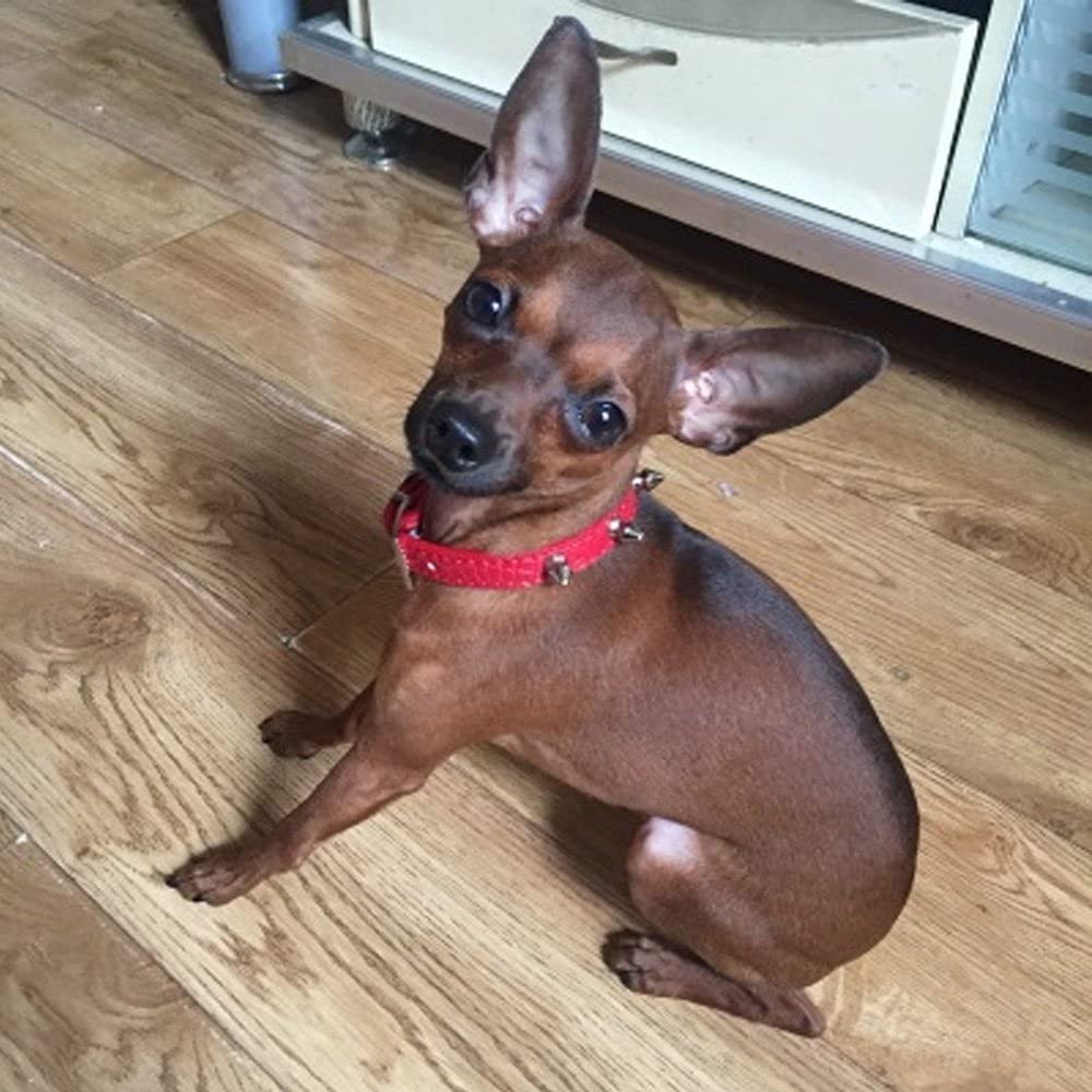 Enjoying Spiked Cat Collar, Leather Spikes Dog Collars For Cats Small Dogs, Adjustable Pet Collar With Rings, Red Xs