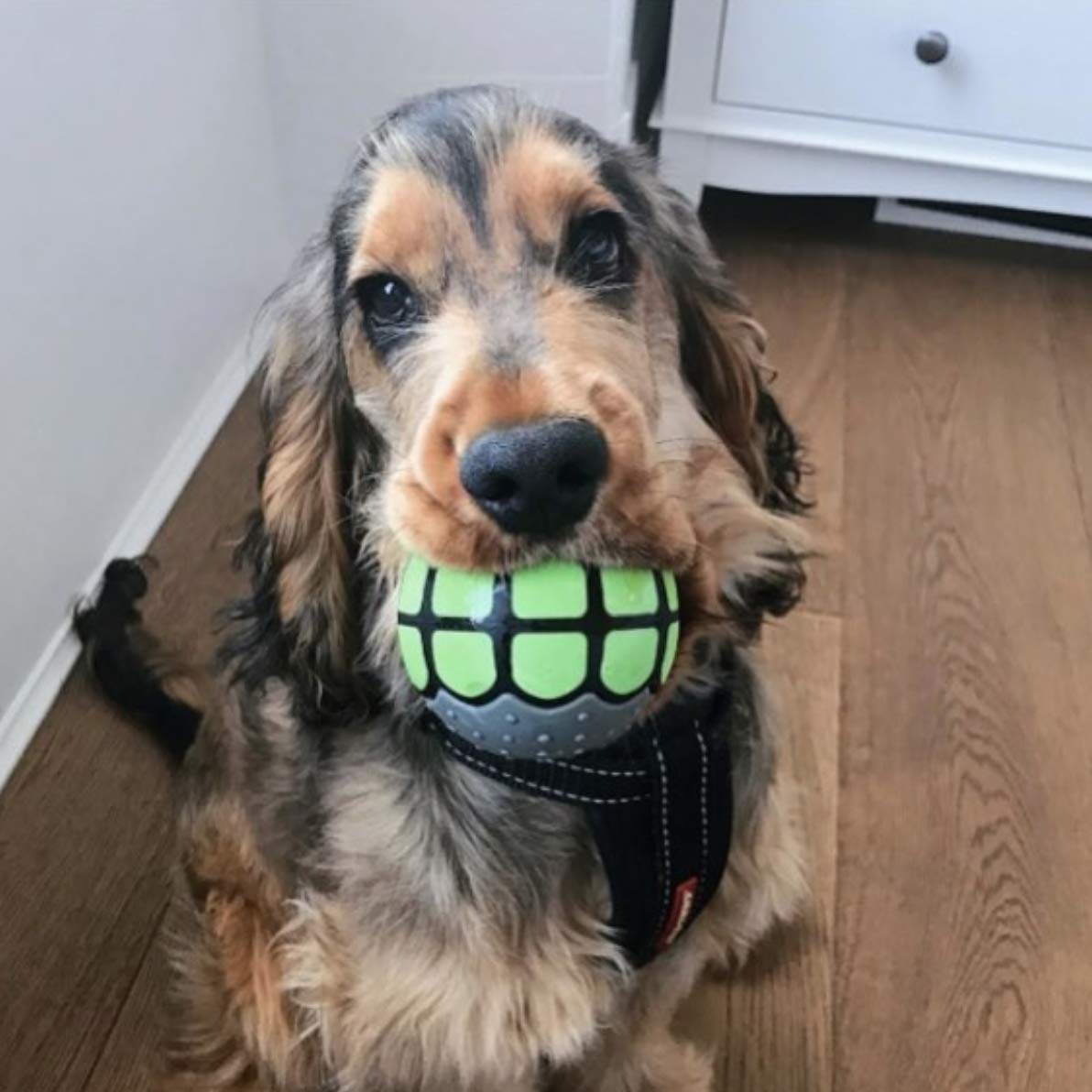 Dawg Grillz Squeaky Dog Balls - Rubber Fetch Toys for Large Dogs - Blue White