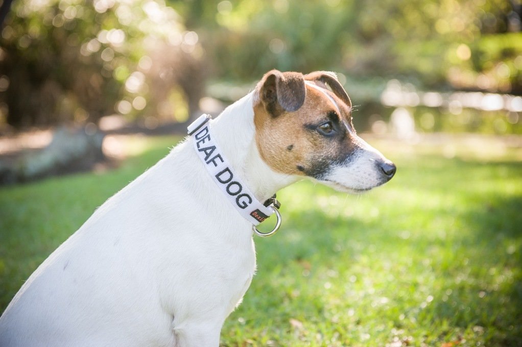 Dexil Limited Deaf Dog White Color Coded S M L Xl Buckle Dog Collars Prevents Accidents By Warning Others Of Your Dog In Advance