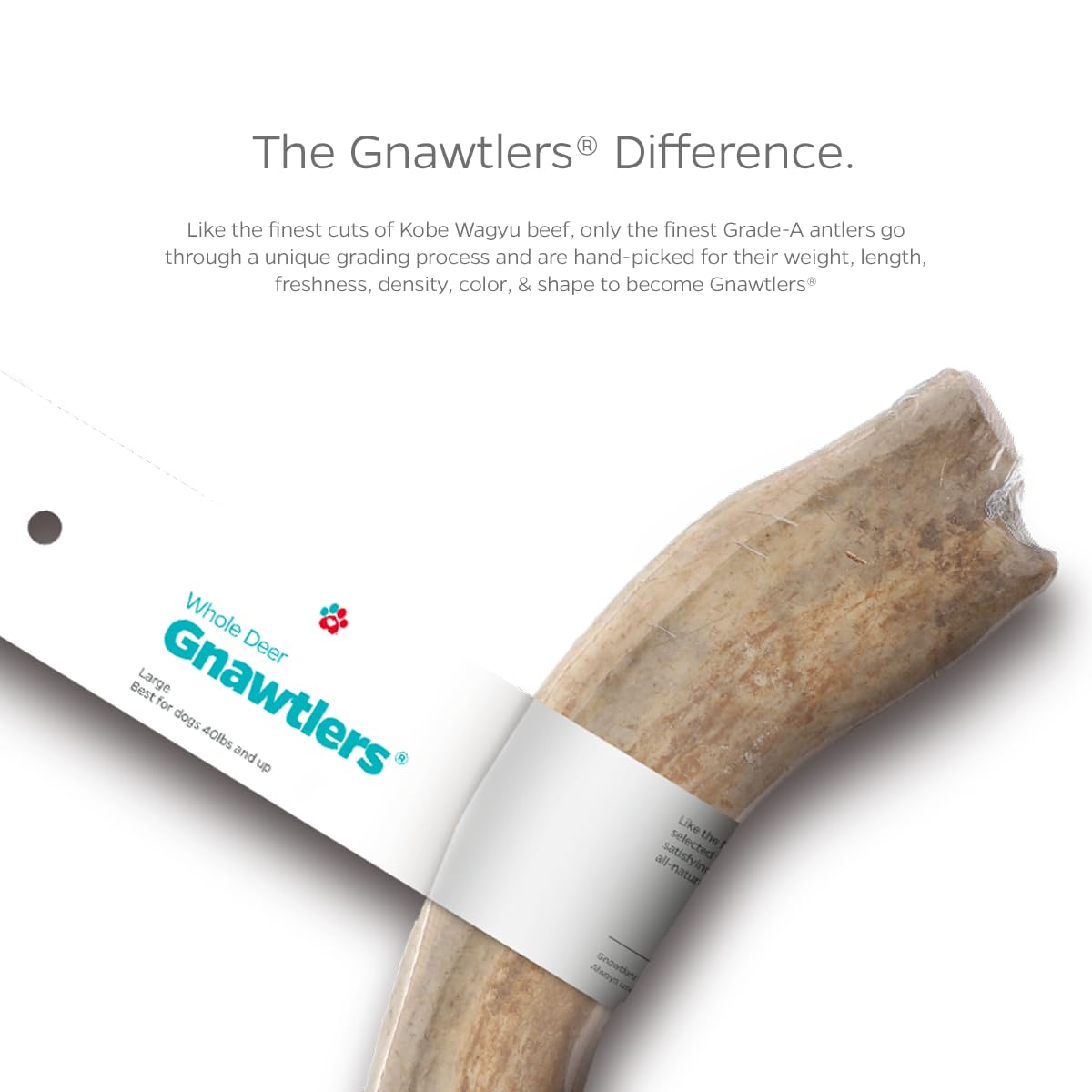 Pet Parents Gnawtlers Premium Deer Antlers for Dogs, Naturally Shed, All Natural Dog Chew, Selected from Heartland Region (Small