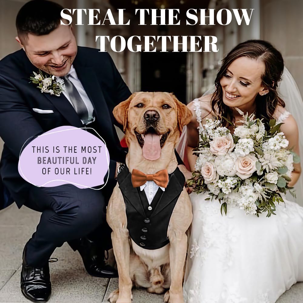 AVERYDAY Dog Tuxedo Suit with Bowtie, Large (L), Blue Tux & Champagne Tie, Polyester, Model DTX-002, Perfect for Weddings & Parties
