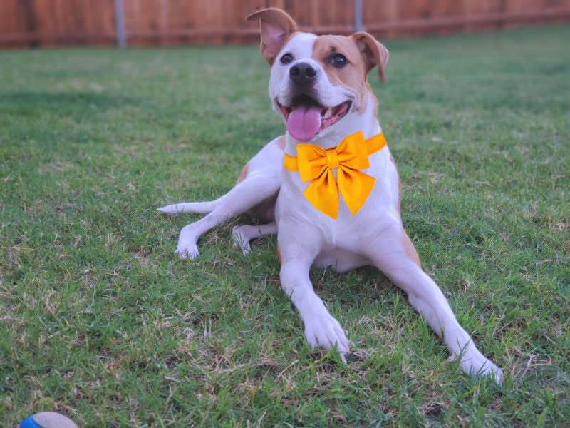 Maca Bates Dog Collar With Bow Bowtie For Dogs Solid Colors Sailor Bow Tie Adjustable Breakaway Yellow Collars Accessories Birth