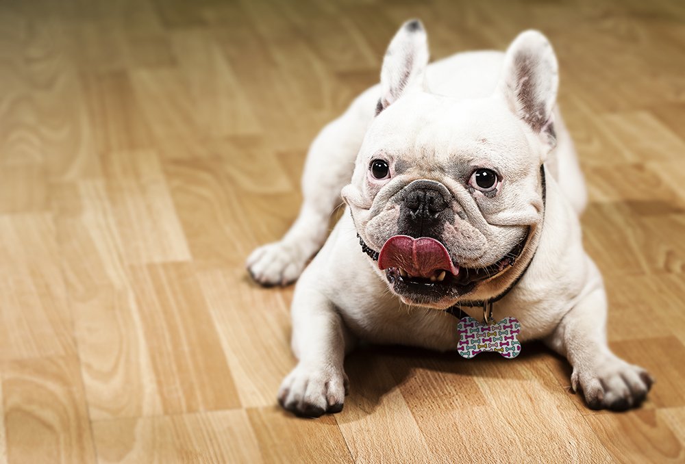 Dynotag Web Enabled Super Pet Id Smart Tag With Dynoiq & Lifetime Recovery Service. Play Series: Bone (Bone Storm)