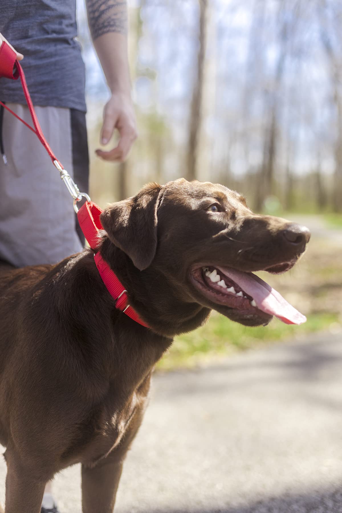 Country Brook Petz - Red Martingale Heavy Duty Nylon Dog Collar - 21 Vibrant Color Options (3/8 Inch Width, Micro)