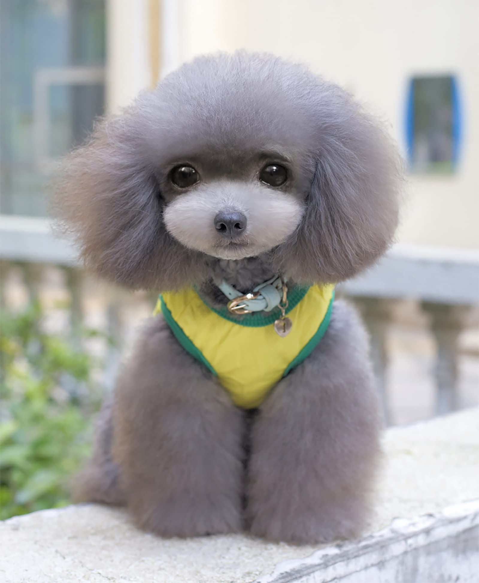 Gabefish Dog World Cup T Shirt Pets Football Jersey Sports Soccer National Team Vest Cat Summer Cool Clothes Apparel Brazil 2X-Large