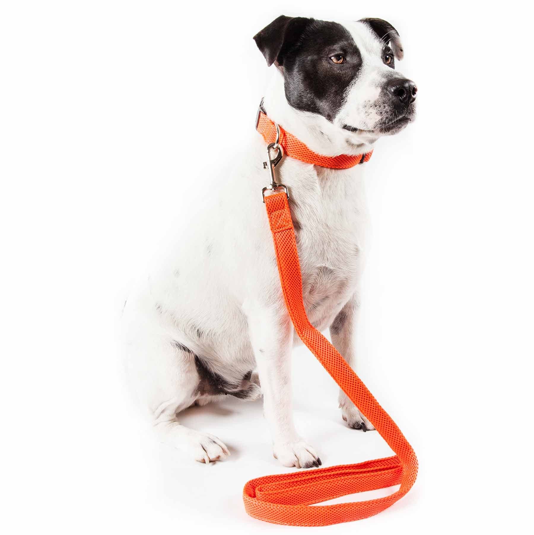 Petlife Aero Mesh 2-In-1 Dual Sided Comfortable And Breathable Adjustable Mesh Dog Leash-Collar, Small, Orange (Clsh14Orsm)