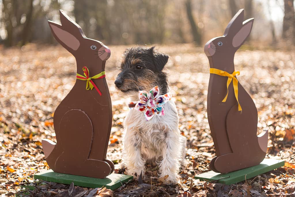 Unique Style Paws Easter Dog Collar, Girl Dog Collar With Flower, Adjustable Dog Collar Pet Collar For Small Memium Large Dogs