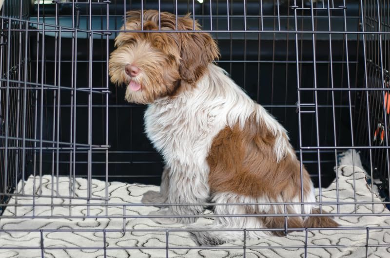 Spot Snuggler Bones Blanket - Ultra Soft, Machine Washable Dog Blanket For Beds, Furniture Protection, Travel, And Crates - 30 X 40 Inch, Grey Fleece Throw With Bone Print Design