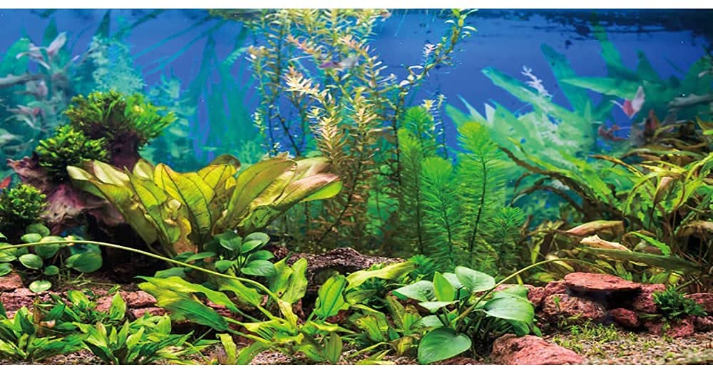 Awert 72X24 Inches Aquarium Background Aquatic Plant River Bed & Lake Fish Tank Background Vinyl