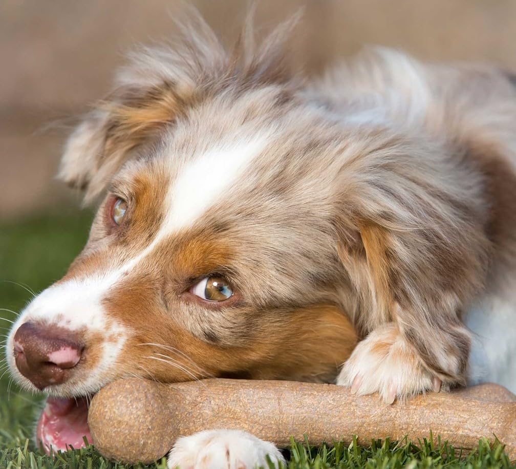 Pet Qwerks Dinosaur Barkbone - Nylon Dog Bone For Aggressive Chewers - Bacon Flavor - 6.5'