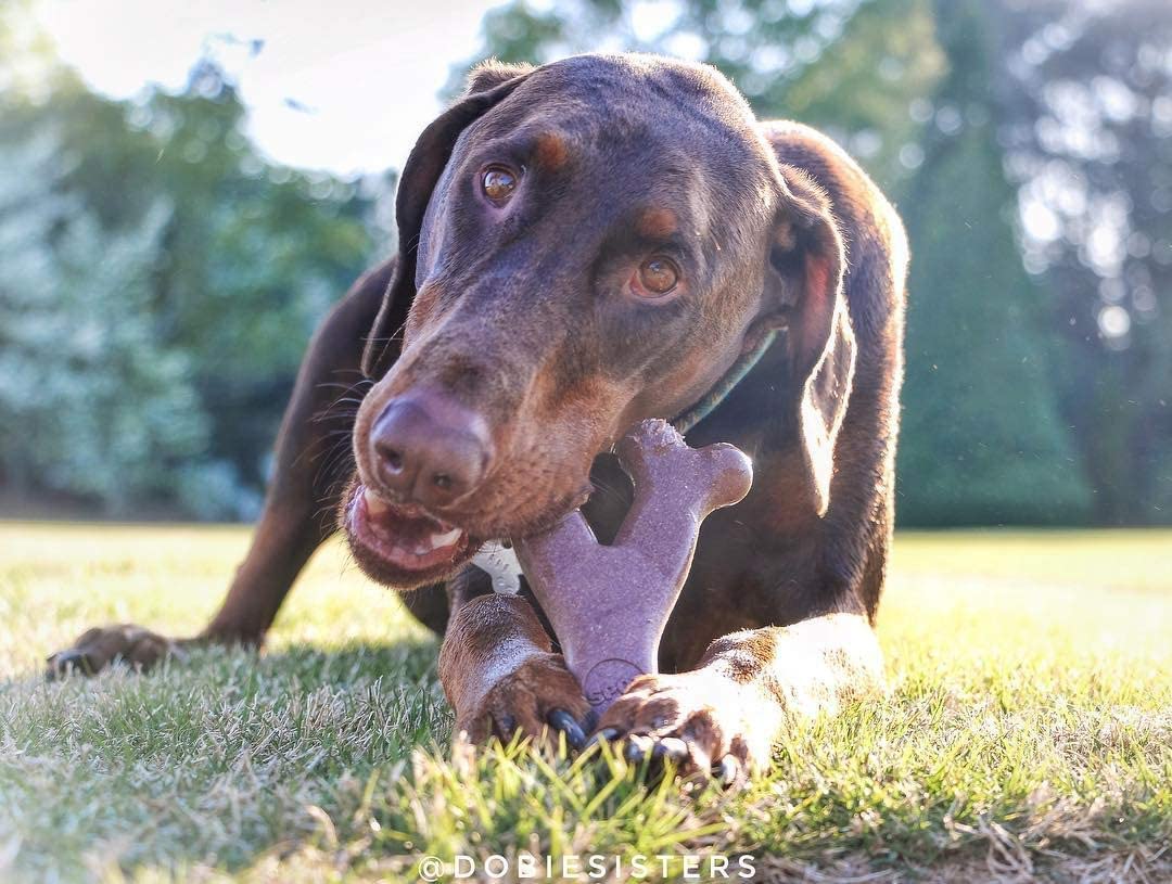 Pet Toy Dg Bon Bacn5.25'