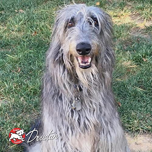 Fromm Four-Star Nutritionals Highlander Beef, Oats, & Barley Dog Food - Premium Dry Dog Food - Beef Recipe - 12 lb