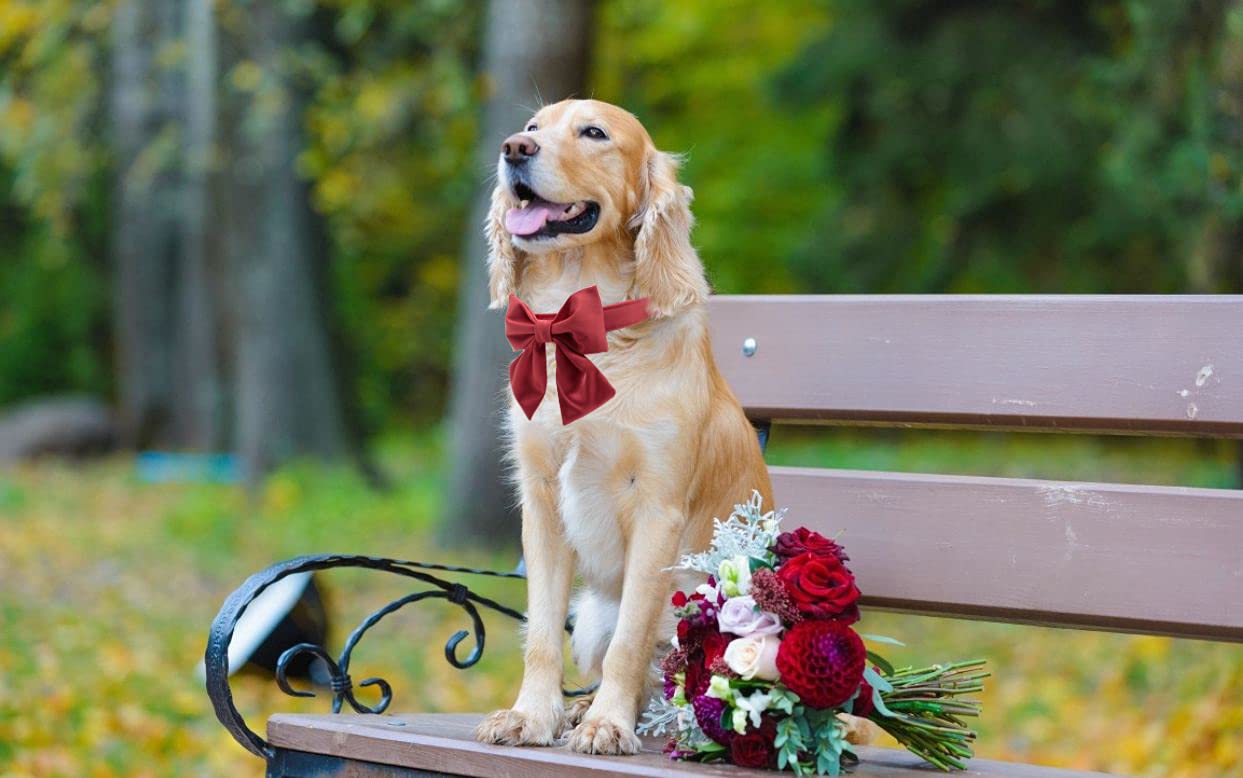 Lionet Paws Bowtie Dog Collar - Comfortable Silk Dog Collar With Detachable Bow Tie For Small Dogs, Neck 10-16 Inches