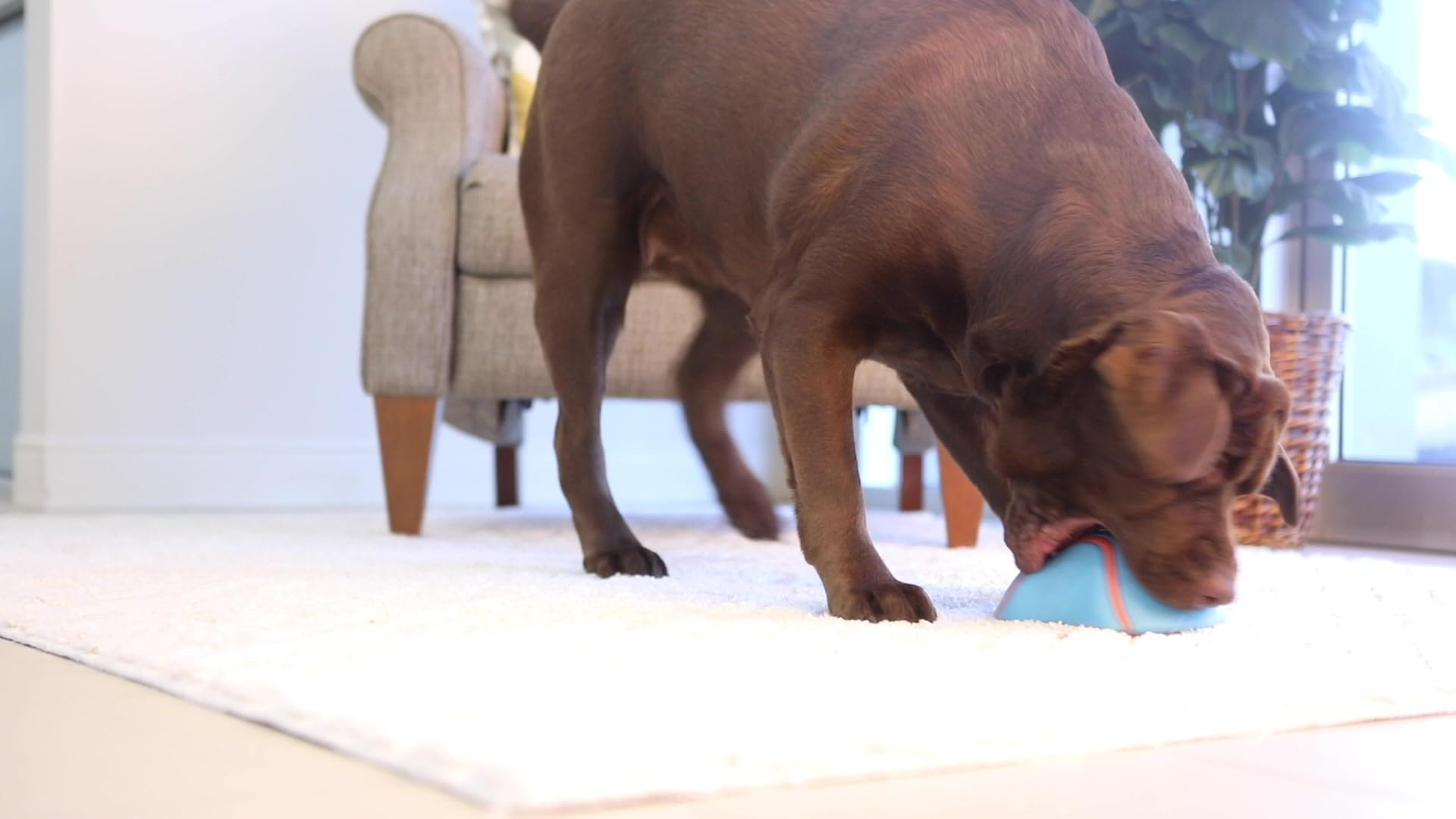 Chuckit! Indoor Super Slider Dog Self Fetch Squeaker Toy -Glides Harmlessly On Most Indoor Surfaces