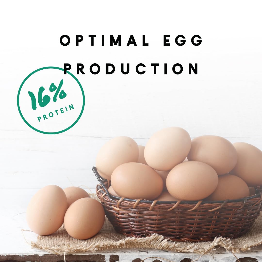 Manna Pro Layer Pellets Chicken Feed, 16% Protein Complete Feed for Laying Hens with Probiotics for Digestive Health, Nutrient-R