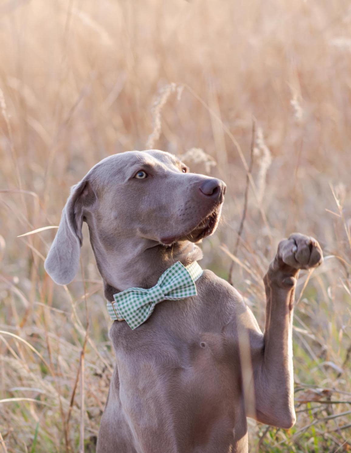Lionet Paws Dog Collar with Bowtie, Durable Adjustable and Comfortable Collar for Large Dogs, Neck 16-24in