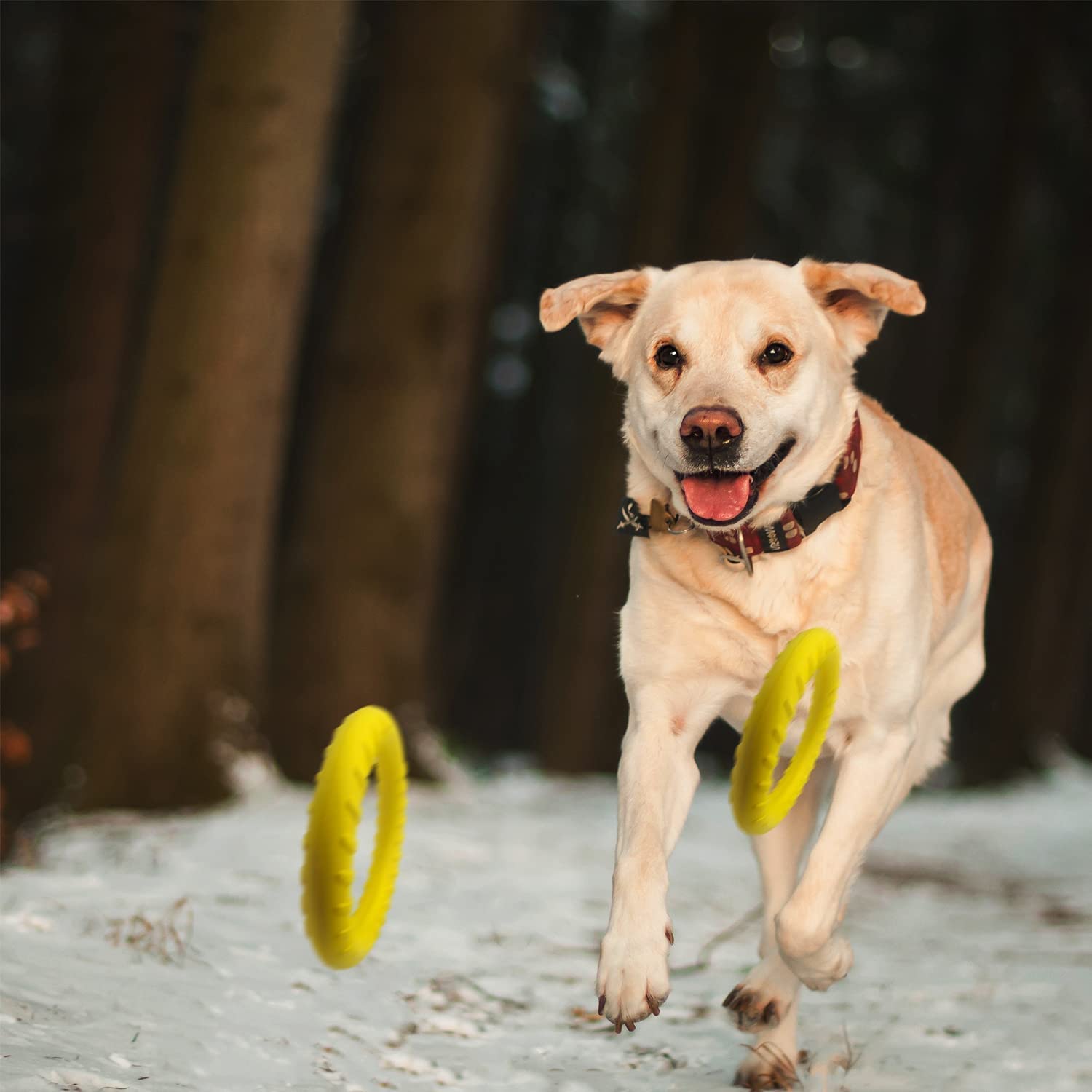 Dlder Dog Flying Disc,Floating Dog Ring Toys, Indestructible Dog Chew Toys For Small Chewers Dog Toys For Pool,Float Durable Out
