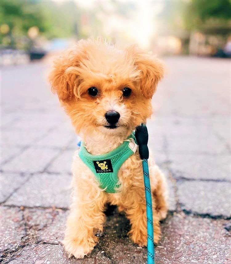 Ecobark Step In Dog Harness - Eco-Friendly Teacup Dog Harnesses For Xxs, Xs, And Small Dogs - Reflective And Adjustable Mini Body Halter Vest -Tiny Soft Mesh Toy Breed Harness Under 5 Lbs (Xxxs, Mint)