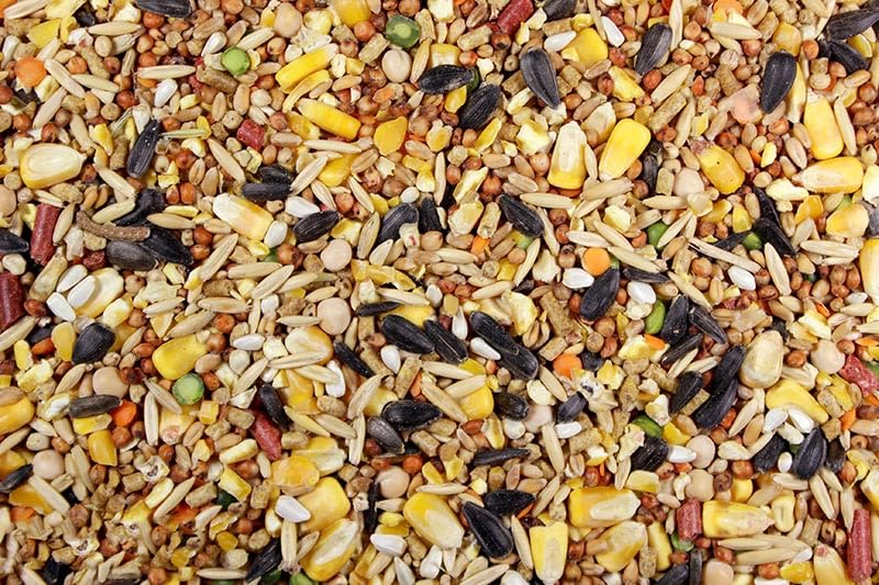 DelightFood Chicken Feed, Whole Ingredient Chicken Treat, Wied Variety of Grains Poultry Feed (5 Pound (Pack of 1), Singer Mix)