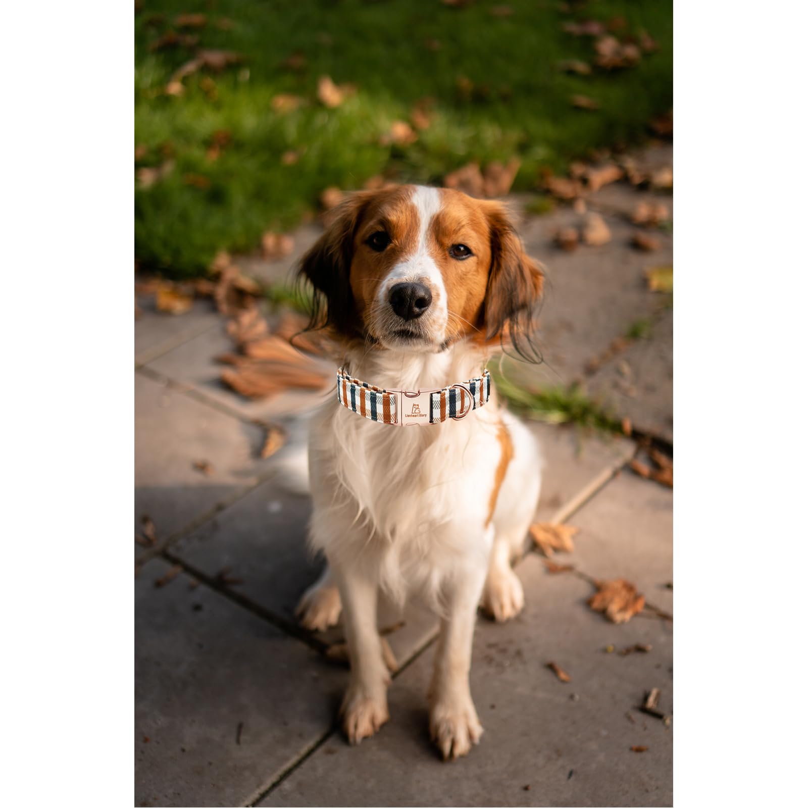 Lionheart Glory Plaid Dog Collar - Heavy Duty, Adjustable, Fall Collar For Large Dogs - Female Or Male