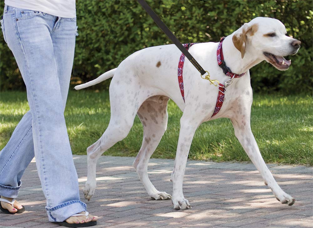 Fairwin Leather Dog Leash 6 Foot - Dog Training Leash Heavy Duty Dog Lead For Large Medium Small Dogs (M - 6 Ft X 5/8 Inch, Redd