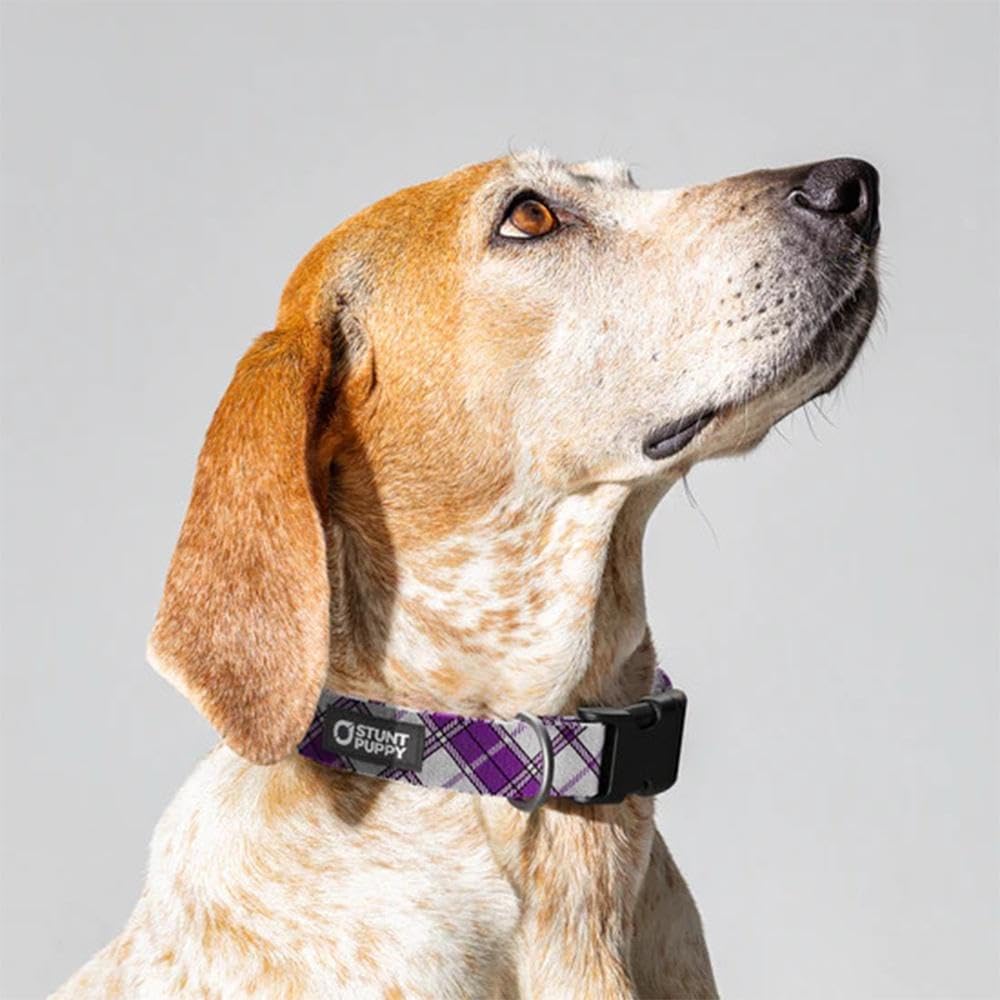 Lumberpup Smoke Everyday Collar Large