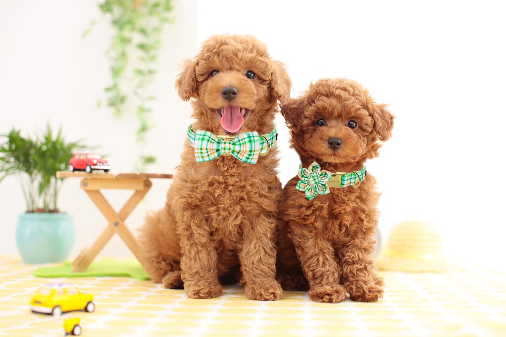 ARING PET Bowtie Dog Collar, Adorable Green Grid Dog Collars with Detachable Bow, Adjustable Collar Gifts for Small Medium Large