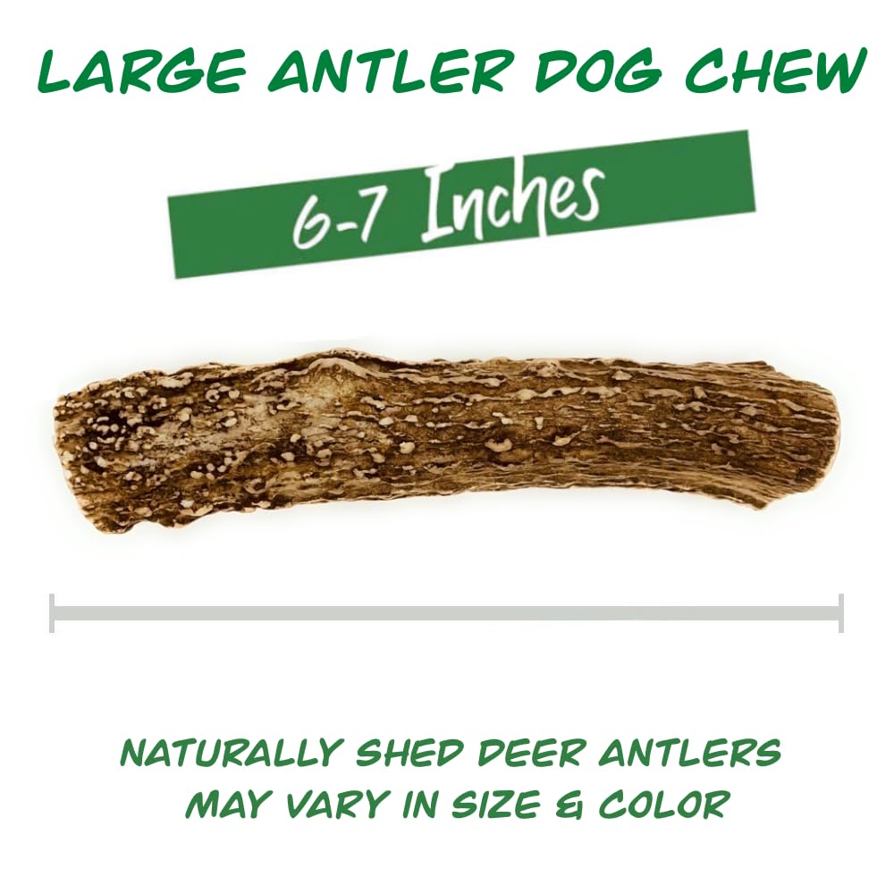 Deer Valley Chews Premium Deer Antler for Dogs - Large 6-7 Inches Long, Single Antler - All Natural Dental Treat for Teething an