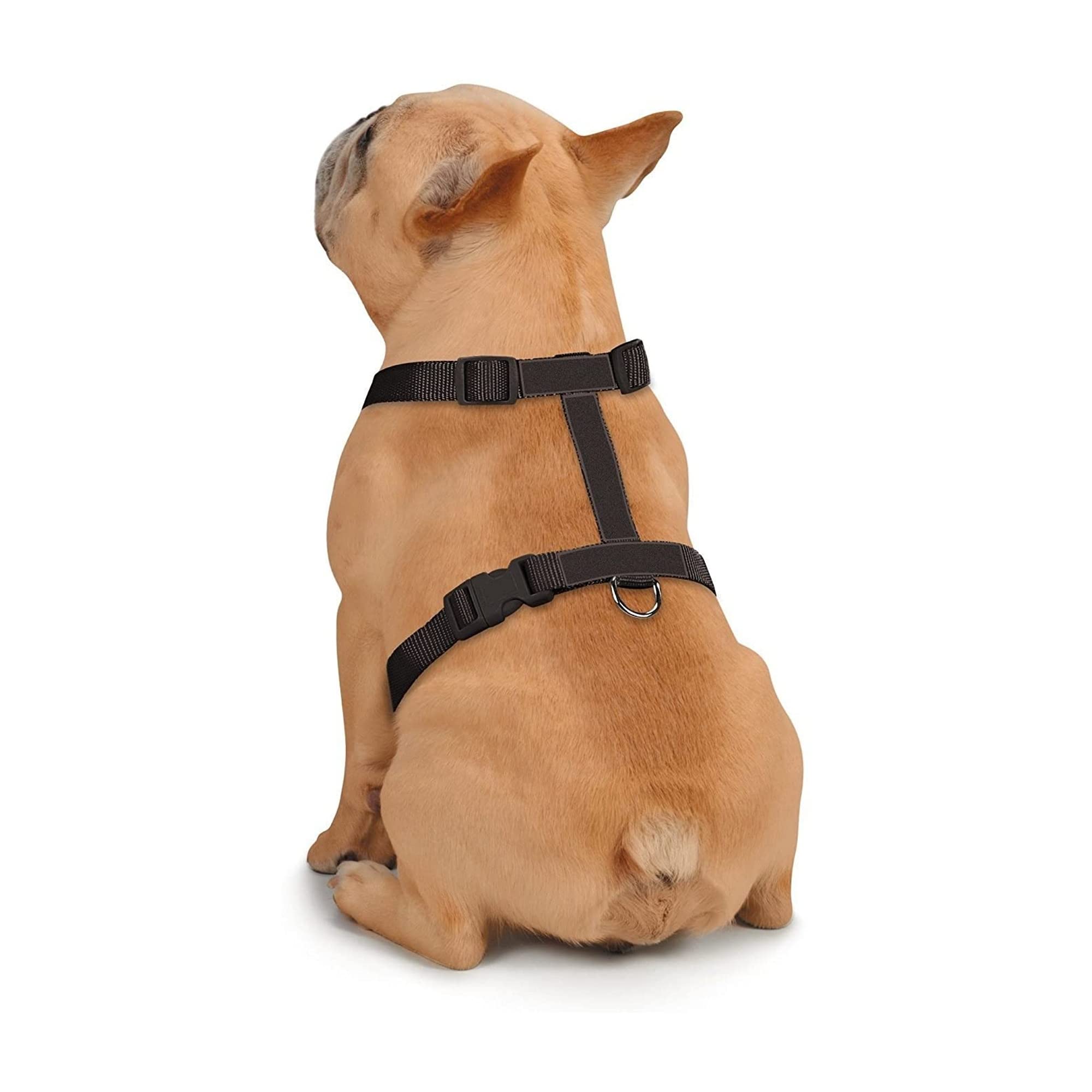 Zack & Zoey Butterfly Glow Harness Costume for Dogs, Medium, Orange, Polyester