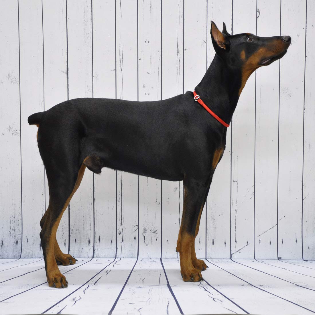 Coastal -Round Nylon Choke Collar In Black 22'', Width: 3/8''