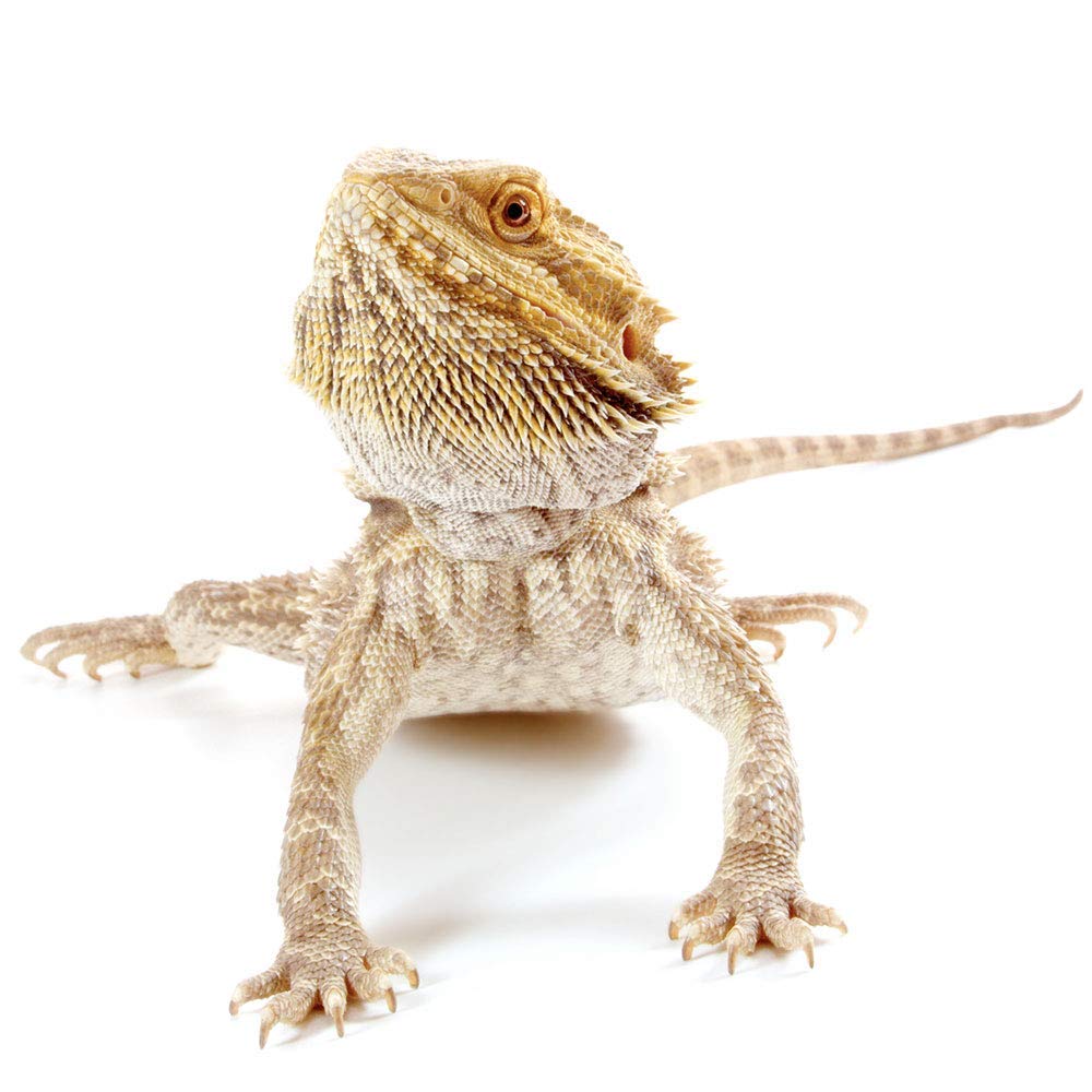 Healthy Herp Dragon Treat Grasshoppers - All Natural, Nutritious Turtle Food, Bearded Dragon Tank Accessories - for Bearded Drag