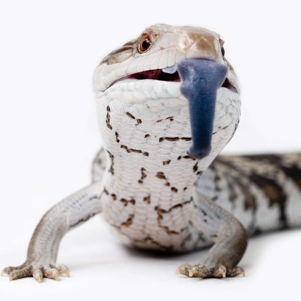 Healthy Herp Dragon Treat Grasshoppers - All Natural, Nutritious Turtle Food, Bearded Dragon Tank Accessories - for Bearded Drag