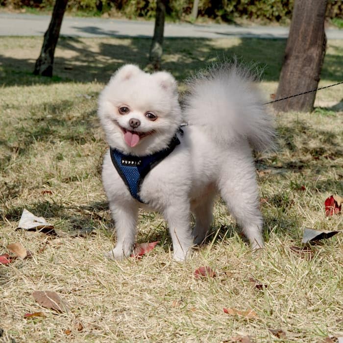 Puppia Authentic Ritefit Harness With Adjustable Neck, Medium, Royal Blue