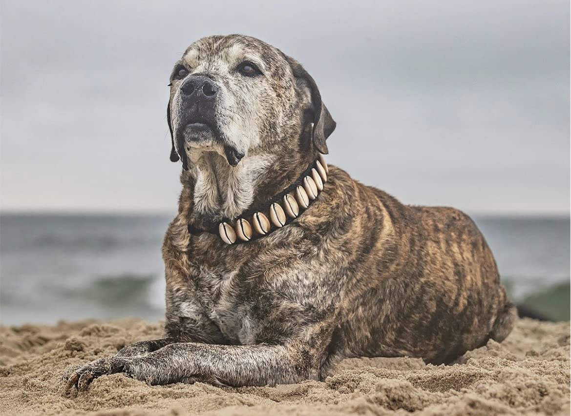 Handmade Seashell Dog Collar, Fasionable Natural Novility Origional Coastal Beach Cute Dog Collar Pet Necklace Cool Pet Collar