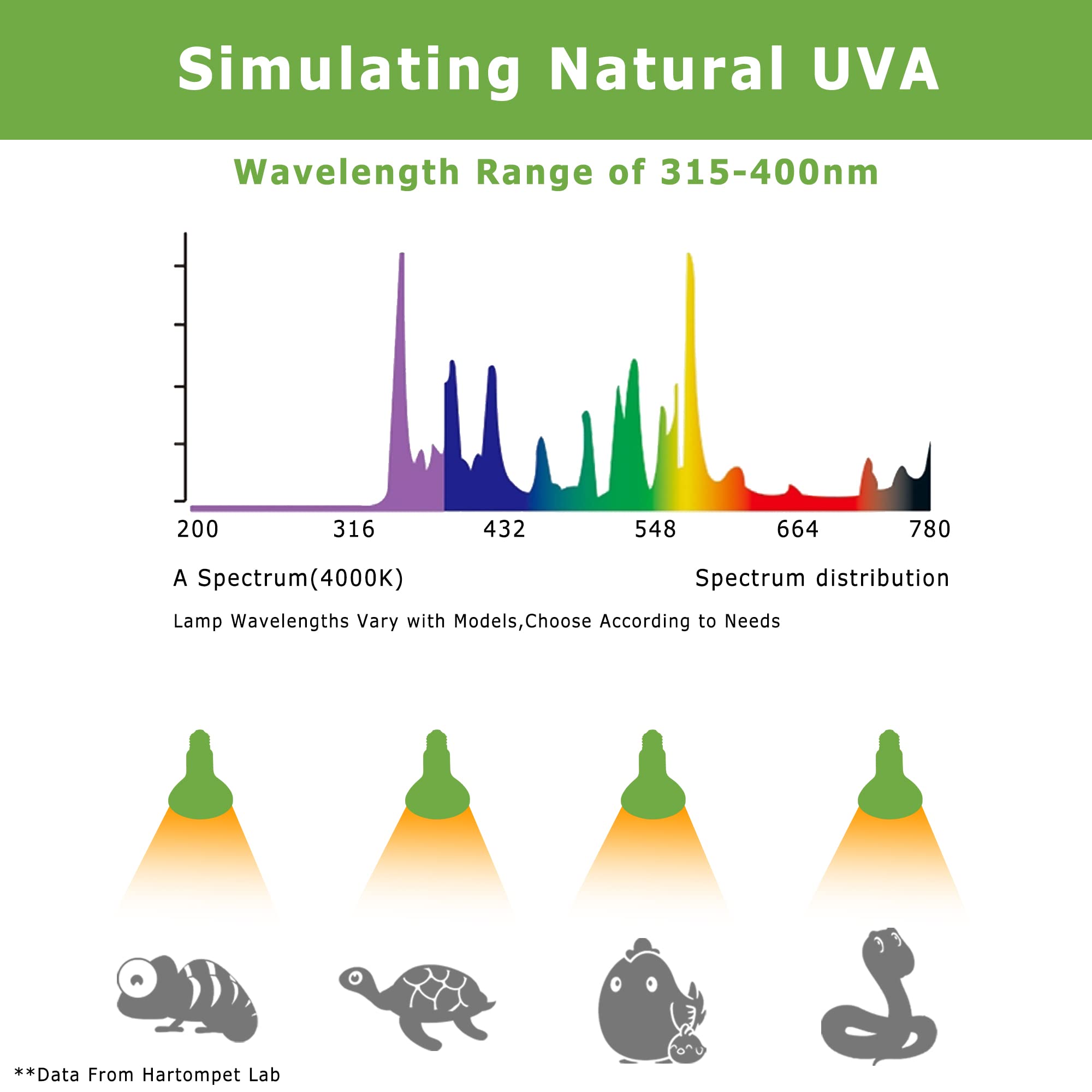 HARTOMPET Reptile Heat Lamp Bulbs 100W E26 - UVA Basking Spot Light for Reptiles - Simulated Sunlight Terrarium Heat Lamps - Ide