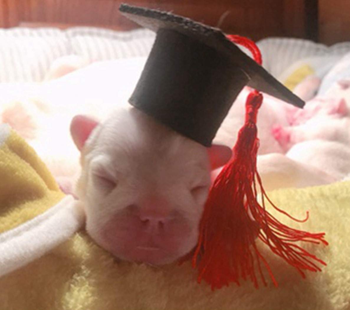 Dzrige Small Animal Graduation Caps Mini Bachelor Hats With Tassel Graduation Photo Props Hat Holiday Costume Accessory, 2Pcs (B