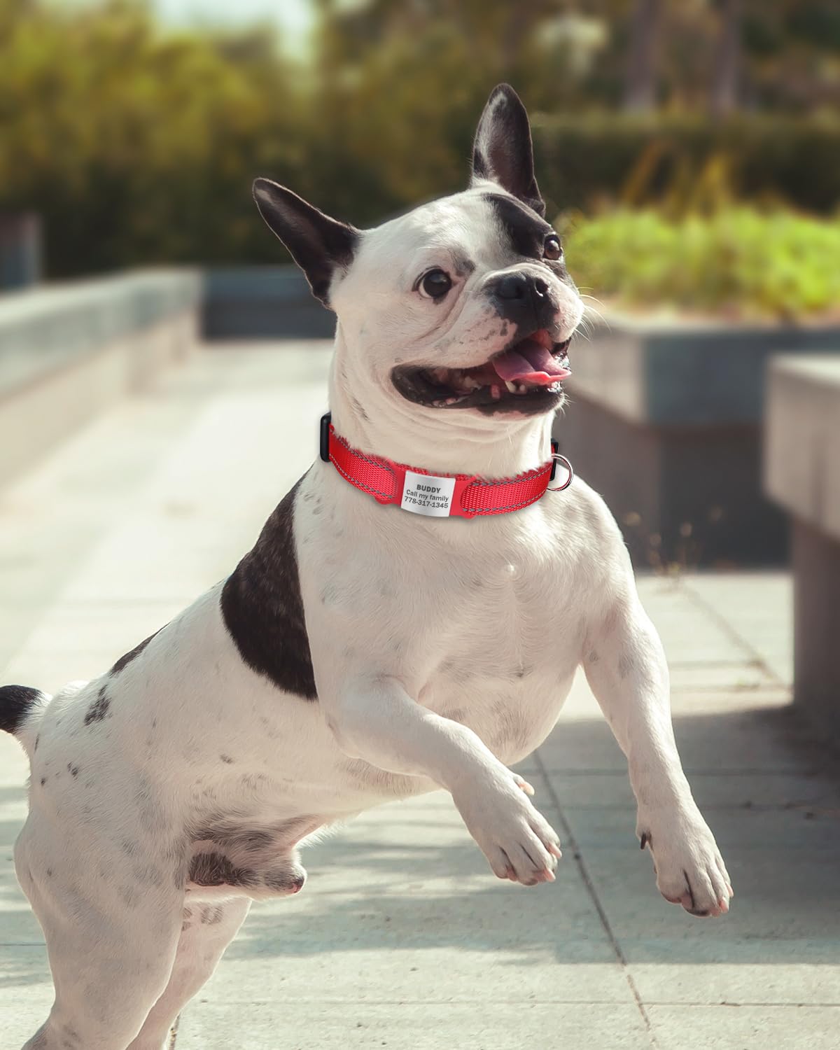 Tagme Reflective Nylon Dog Collars, Adjustable Classic Dog Collar With Quick Release Buckle For Small Dogs, Red, 3/4' Width